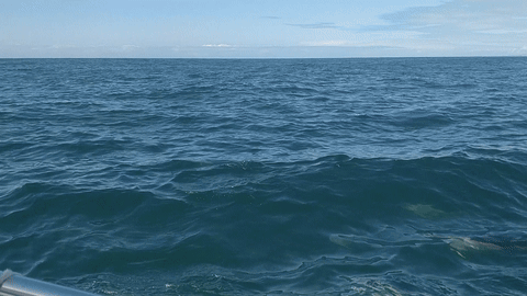 School of Dolphins